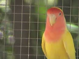 lutino love bird
