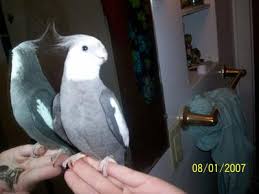 cockatiel