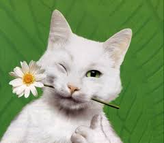 Chat_feu_vert