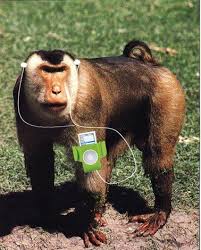 Monkeys Perfer IPods Monkey