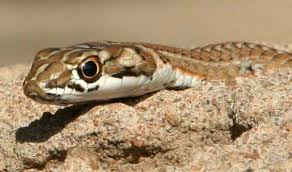 small snakes