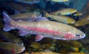 rainbow trout pictures
