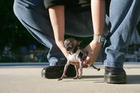 smallest dog in the world