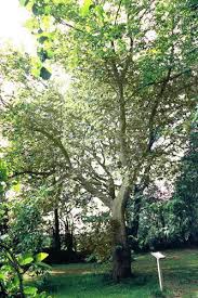 سایه ی کلاغ تصوير با اندازه اصلي