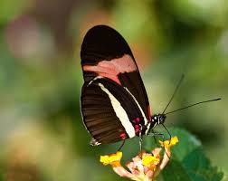 brazilian butterfly
