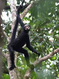 spider monkey