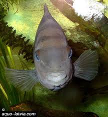 tropical fish cichlids