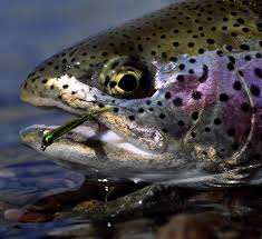 fly fishing trout