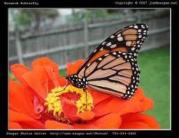 zinnia flower