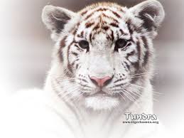 white tiger wallpaper