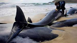 largest whale pictures