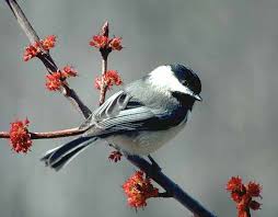chickadee photos