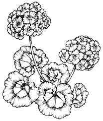 drawing flowers