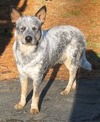 (Queensland Heeler)