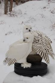 snowy white owl