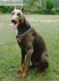 blue doberman