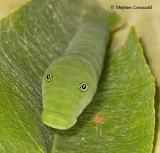 eastern tiger swallowtail caterpillar