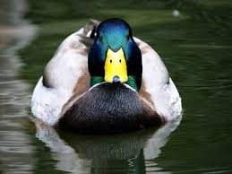 picture of a duck