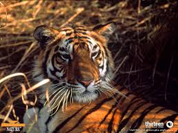 tiger wallpapers