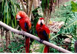 rainforest animal pictures
