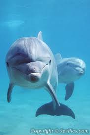 pictures bottlenose dolphins