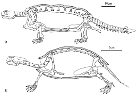 the oldest turtle