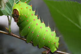 luna moth caterpillar picture