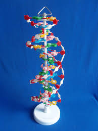 how to make a dna model