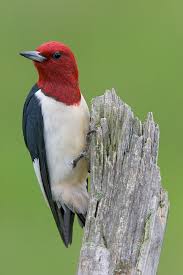 pictures woodpeckers