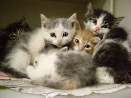 House Cats