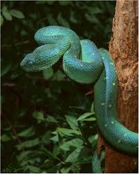 bush viper snake