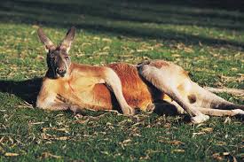kangaroo