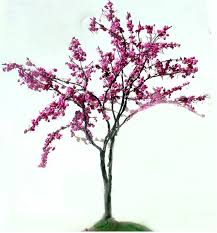 pictures redbud tree