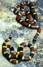 coral snake envenomation
