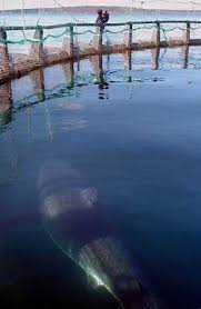 A 3.7 m great white shark