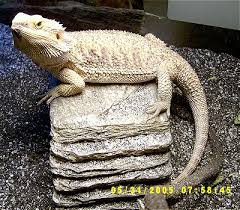 pictures bearded dragon