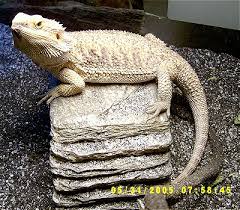 picture bearded dragons