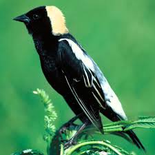 I think the Bobolink is