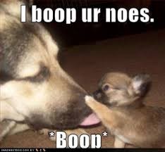 funny puppies