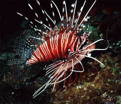 lionfish