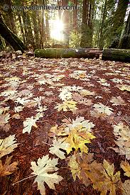 fall leaves