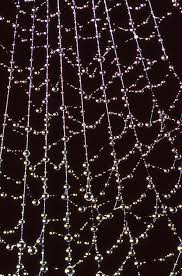 spider webs