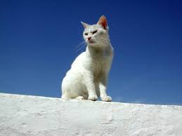 white cat picture