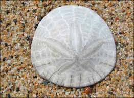 Sand Dollar