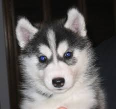 husky puppy