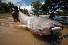 mekong giant catfish pictures