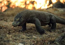 picture komodo dragons