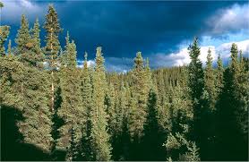 pictures white spruce trees