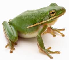 ضفدع و عقرب !!! Frog-1