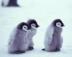baby penguins